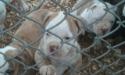 Star City bullyz Fatz