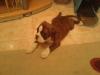 Bruce