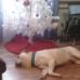 all i want is a bulldog for christmas