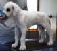 Eli 7. 5 wks old
