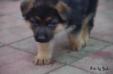 Baby