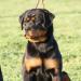 Jade of Rot Empire - 6,5 months