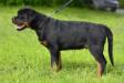 Apache Suny Day's 4 months old
