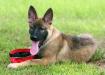 Jäger - 13 weeks