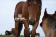 Rosty in Grassland Huitengxile