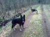 in the woods