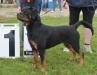 Most Promising Female Puppy in Show, RCC Sieger Show 2013
