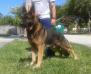 Sampson De L'Avia