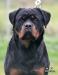 Al Capone Suny Day's 9 months old