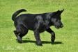 Macho vom Alt-Ostland 5 mo