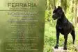 MULTI CH, 6XCACIB Ferraria