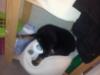Smantha like TV Dog annunce  scottex