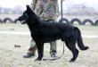 Breeding German Shepherd male