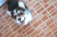 pembroke welsh corgi Varya
