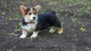 pembroke welsh corgi Varya