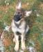 Gotta love how  sables  Coats change as they grow, same dog lol