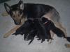 Dita and her littermates