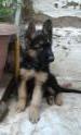 Puppies of Barcardi Breeze von Sunrise 56 days