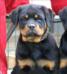 Zarjo vom Kümmelsee (14 weeks)