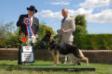 Best In Show under Mr. Rick Fehler at The Vancouver Island Dog Fanciers Association May 29th 2016