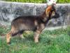 13wks