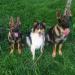 Picture of Soren, a friends dog, and Strongbond&#x27;s Wile E Coyote