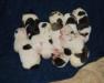 Sookie with siblings at 7 days old
