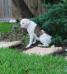 Sookie at 3 months old