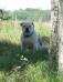 Sookie at 1 year old (photo4)
