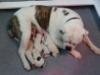 Sookie 4yo with litter