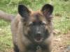 gianna puppy pic