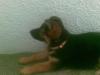 6 weeks