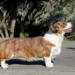 Cardigan Welsh Corgi