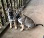 10 weeks old