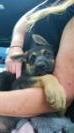 Branson coming to his forever home from Ohio to Virginia 10&#x2F;12&#x2F;2017