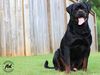 Akbarforce Mack (Batman) July 2020.3