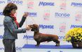 Jumper European Dog Show 2014 Brno, Czech Republic