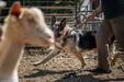 Herding Lesson
