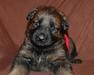 Adele 3 weeks old 