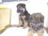 puppy pics
