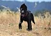 Au Kato_3.5 mos 