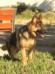 Lobo 6 meses