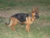 Pixel con cachorros "C"