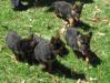 Puppies 9 weeks