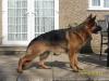 Ciro (2 years old)