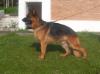 Xork Von Nesi  21 months old
