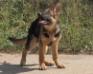 Kojack (Rocky)