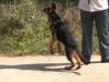 Kojack (Rocky)
