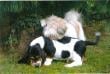 Basset-hound puppy