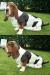 Basset hound